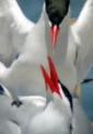 Caspian Tern Management to Increase Survival of Juvenile Salmonids in the Columbia Basin