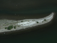 Rock Island tern colony